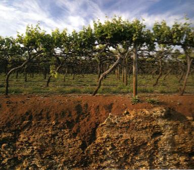 Contextualización Herramientas que tiene a disposición el viticultor para influir sobre el tipo de uva