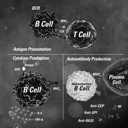 Papel Potencial de las Células B en la Artritis Reumatoide " Células B serian APCs que contribuyen a la respuesta de las cels T en la sinovial " Cels B autoreactivas producen auto anticuerpos que