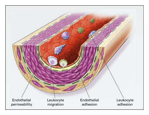 Aterosclerosis (I) Disfuncion Endotelial: Factor biológico (FRC) Monocyt e