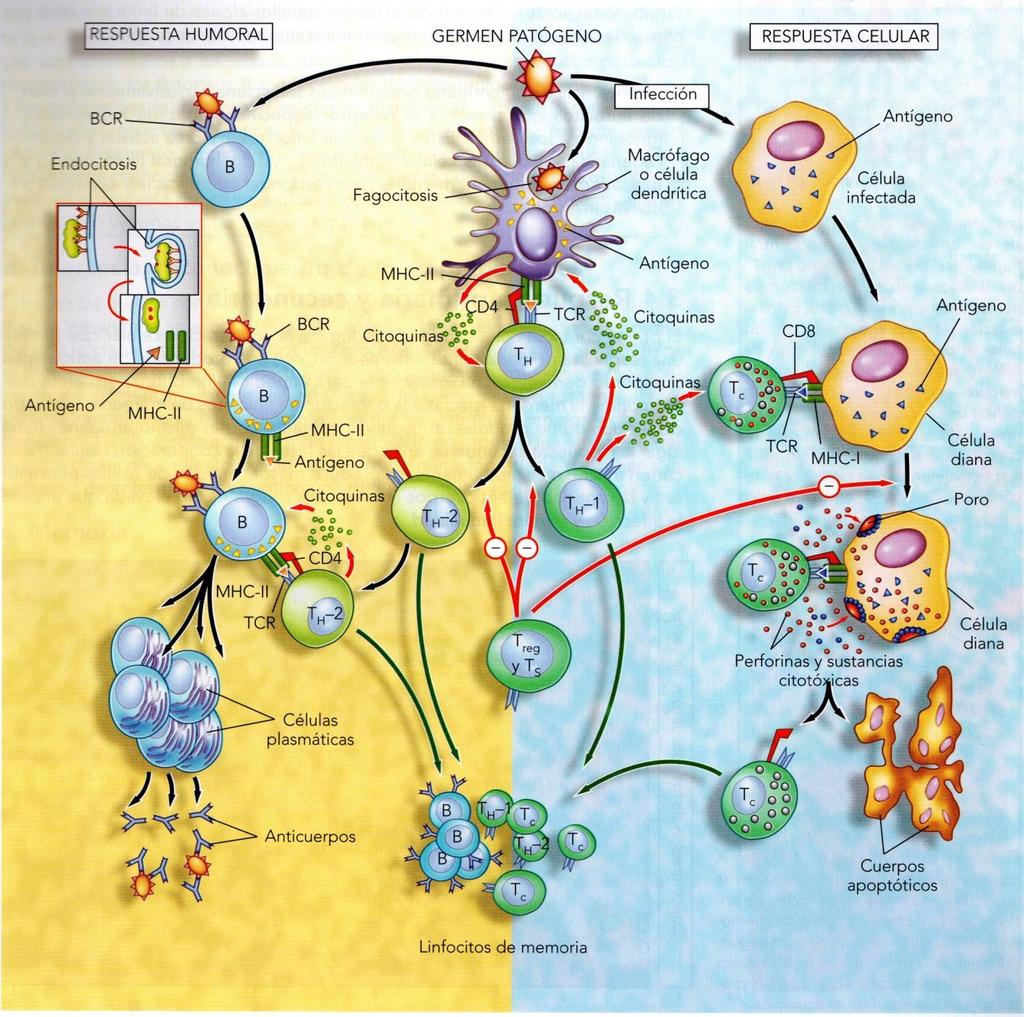 COOPERACIÓN CELULAR El reconocimiento del Ag origina la respuesta inmunitaria adaptativa celular y humoral.