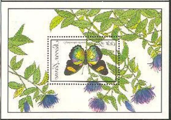 Lepidoptera : Nymphalidae : Euphaedra themis.