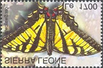 Lepidoptera : Papilionidae.