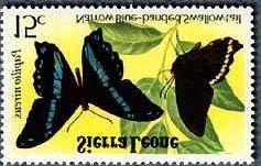 Lepidoptera : Lycaenidae : Myrina