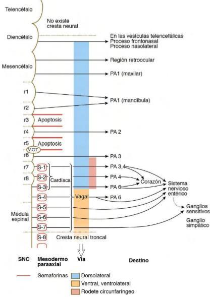 La cresta neural circunfaringea surge en la región posterior del rombencéfalo en los niveles de los somitos 1 a 7.