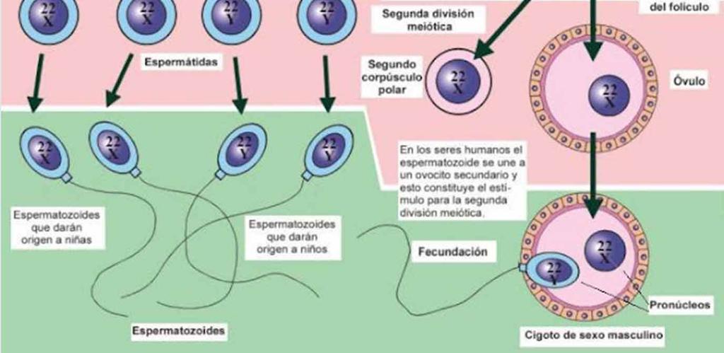 36 María Miró Arias La espermatogénesis es la formación de espermatozoides y la oogénesis de óvulos.