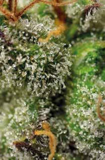 Este tipo de variedades suelen ser las preferidas por los consumidores de cannabis con fines terapéuticos y medicinales, quimiotipos con altos niveles de THC y suficiente CBD para inducir estados