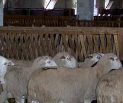 Adqusición de 400 ovejas de raza mixta, semiestabuladas y con derecho a pastar en el término municipal de Medranda. Modernización y adaptación de la explotación a su minusvalía.