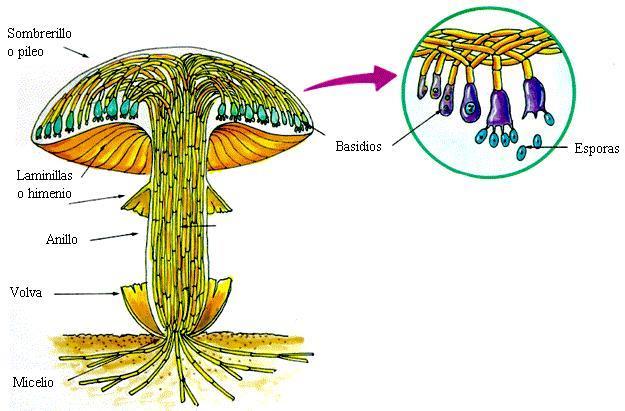 es metabólicamente activa En la mayoría de los hongos la pared celular está
