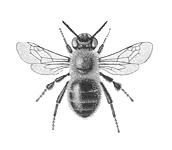 3.3. Protección de las abejas 1. Elección de productos fitosanitarios selectivos para los tratamientos en la época de floración.