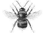 Elección de los productos que presenten menor riesgo para las abejas, preferentemente los inocuos o moderada toxicidad y, en ningún caso, los tóxicos para las abejas (Ver listados) 3.