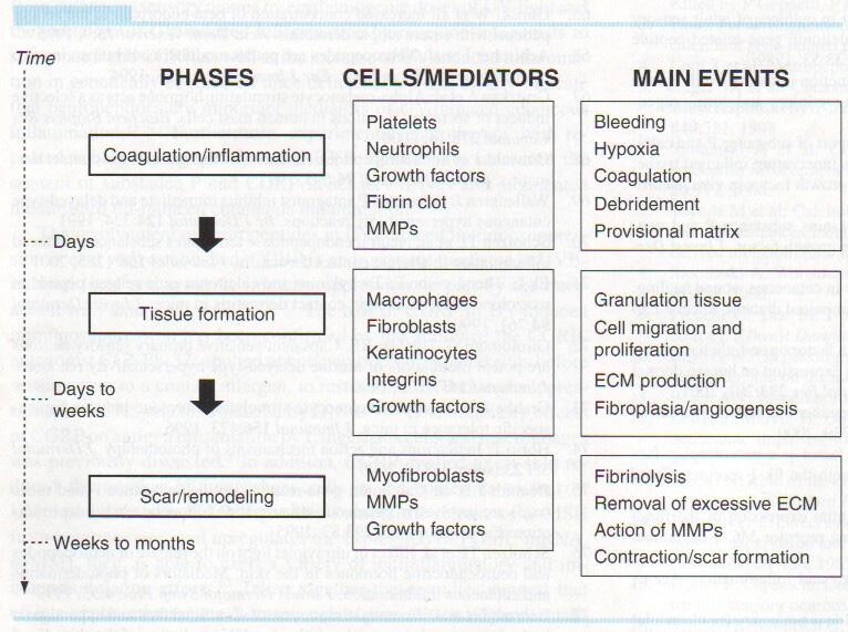 Cicatrización de la Herida 2 inflamatoria, la fase proliferativa o migratoria (formación tisular) y la fase de remodelación (figura 8-1), se discutirá cada fase individualmente y se identificarán los