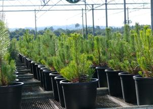 Catálogos de planta Plantas de producción habitual Especie Coníferas Formato bandeja Cupresocyparis leylandii (leylandi) D-350 Pinus insignis (pino radiata) R-200 Pinus nigra hispanica (pino laricio)