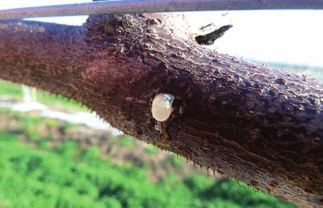Síntomas sobre ramas Los daños más característicos se identifican con la formación de chancros, frecuentemente asociados a un corte de poda, más o menos amplios en ramas y troncos, que pueden dar