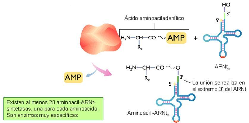 Traducción en procariotas: Activación de aminoácidos DP/PAU 2.