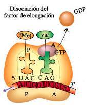 Traducción en procariotas: Elongación DP/PAU Tras la iniciación, tiene lugar la elongación del polipéptido.