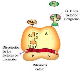 correspondientes ARNt. Para ello es necesario el desplazamiento del ribosoma a lo largo de la cadena del ARNm.