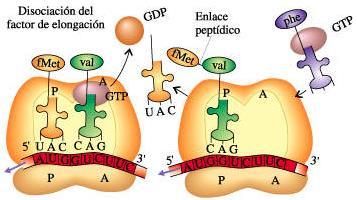 Traducción en procariotas: Elongación DP/PAU 2. Formación del enlace peptídico.