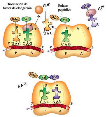 Traducción en procariotas: Elongación DP/PAU 3. Translocación del dipéptido al sitio P.