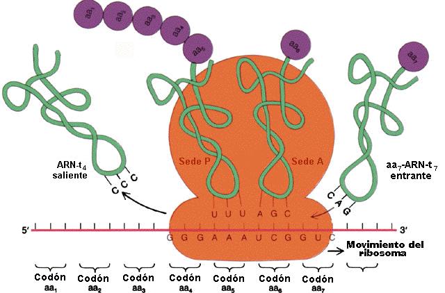 sitio P, quedando libre el sitio A, que es ocupado por el tercer codón del ARNm.