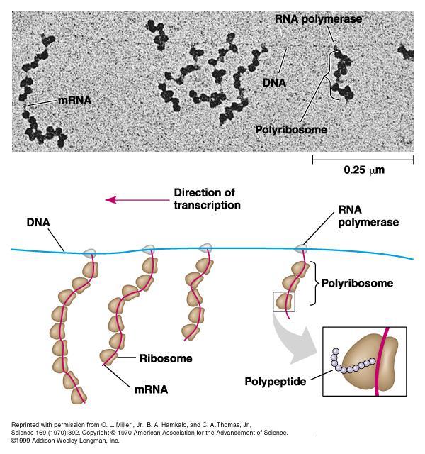 HABILIDAD: Identificación de polisomas DP La cadena proteica a medida que se va sintetizando (1400 Aa/minuto), va adquiriendo su estructura secundaria y terciaria característica.
