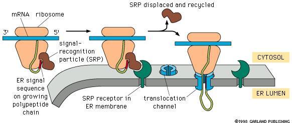 Ribosomas ligados DP/PAU Si el ribosoma se va a encontrar libre en el citoplasma o ligado al RER, depende de la presencia de una secuencia de Aa (péptido señal) en el péptido que está siendo