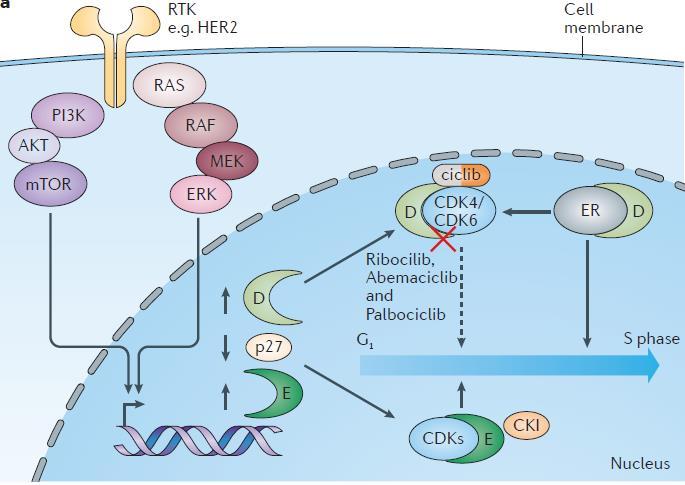 Inhibidores de CDK4/6 y terapia antiher2 en RE+/Her2+ Sinergia en líneas celulares de inhibidores