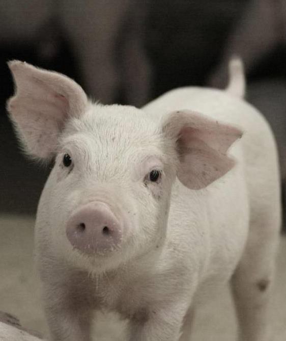 Resumen Producción Porcina en Dinamarca Uso de Antimicrobianos en Dinamarca Legislación Vetstat