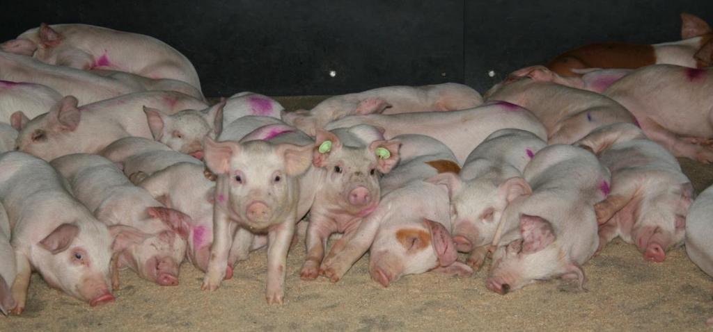 Reduction of antimicrobial consumption in pig husbandry National/EU
