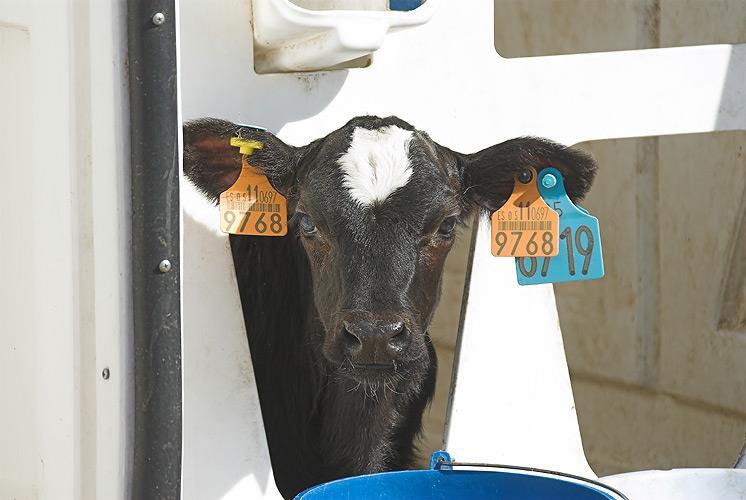 Conclusiones Cuidar preparto y parto Higiene de las instalaciones y del material Adecuada y temprana administración de un calostro de calidad Programas de leche para aumentar la inmunidad Monitorizar
