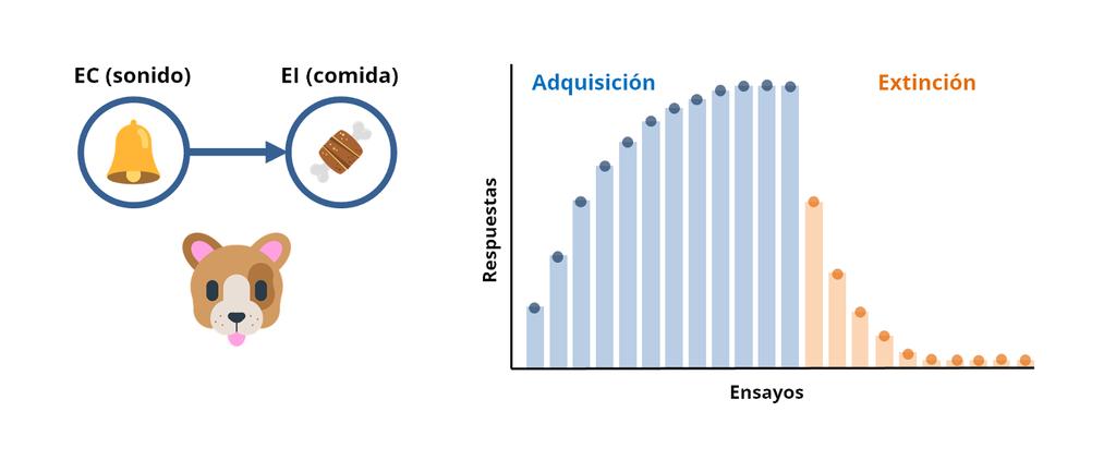 Figura 1.- Representación del proceso de aprendizaje por emparejamiento de un EC y un EI, junto con la clásica curva de adquisición y extinción de la respuesta condicionada. situación de aprendizaje.
