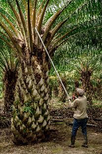 Brasil Azúcar y bioetanol industrial en Perú Palma
