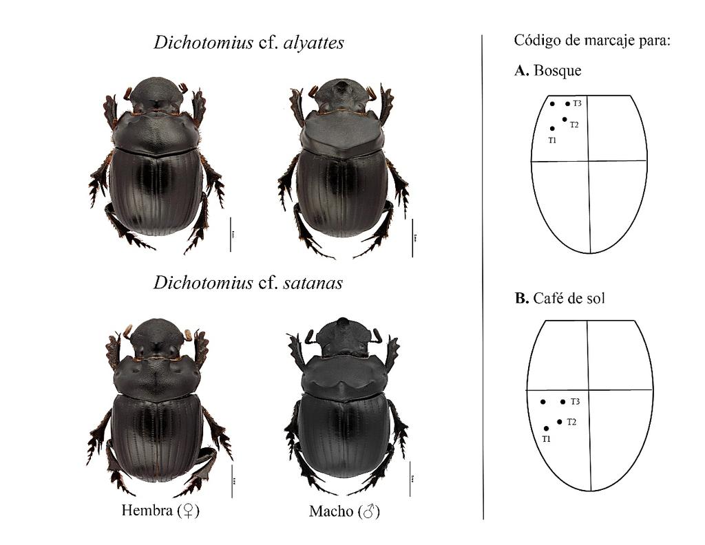 192 Sebastián Villada-Bedoya, Carlos A. Cultid-Medina especies son coprófagas, pero presentan diferencias en sus preferencias de hábitat: D. cf.