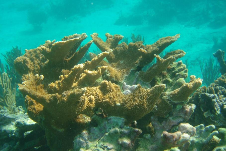 Con base en este estudio, se considera al arrecife de Media Luna funge como un reservorio de especies, ya que podría ser una fuente de larvas o un vivero de especies arrecifales y