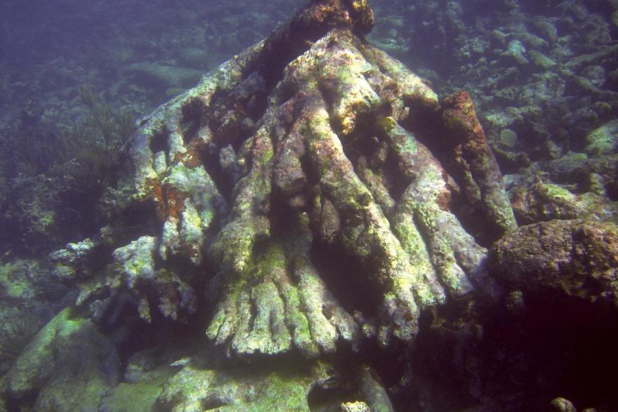 Por ejemplo, en la mayoría de sitios existen cementerios extensos de Acropora palmata, que generan una gran cantidad de refugios para la langosta espinosa y otras especies de escama