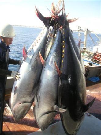 En el Mediterraneo y Atlantico Oriental desde 2007 en la Union Europea se regulan las pesquerias de Atun rojo (Thunnus thynnus) Una muestra evidente de la recuperación de la población de atún rojo,