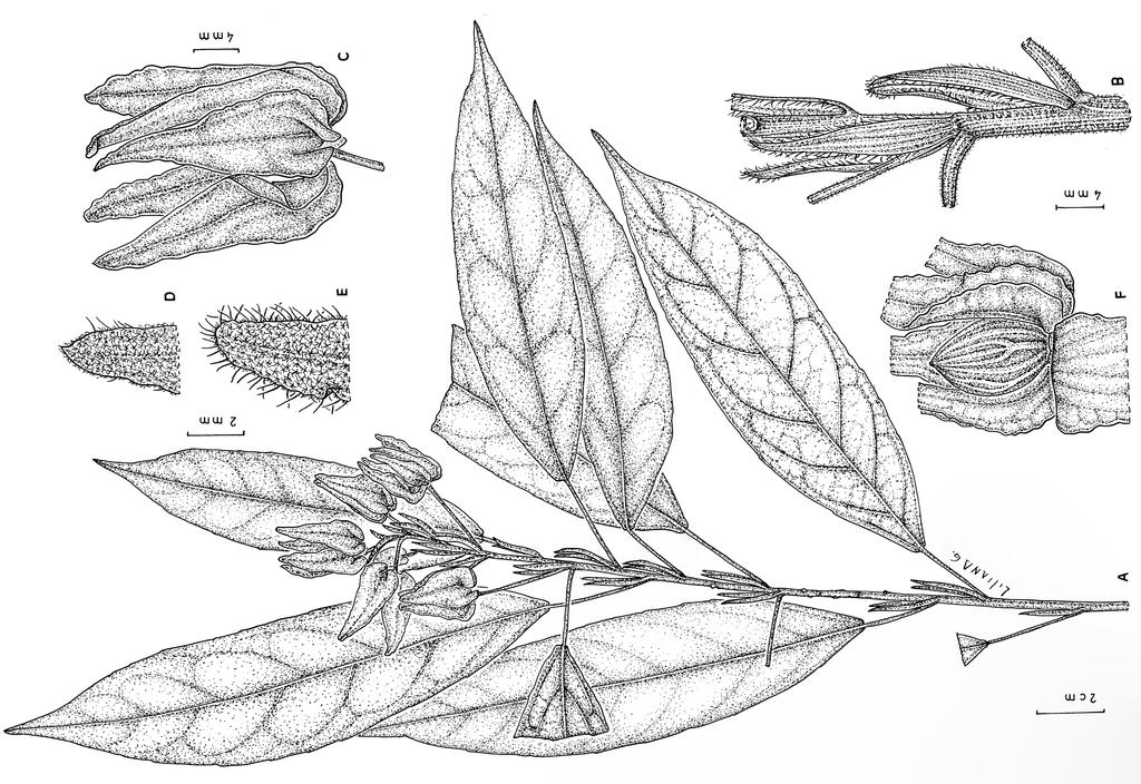 A. Krapovickas, Novedades en Pavonia Fig. 4. Pavonia teresina. A: Rama.