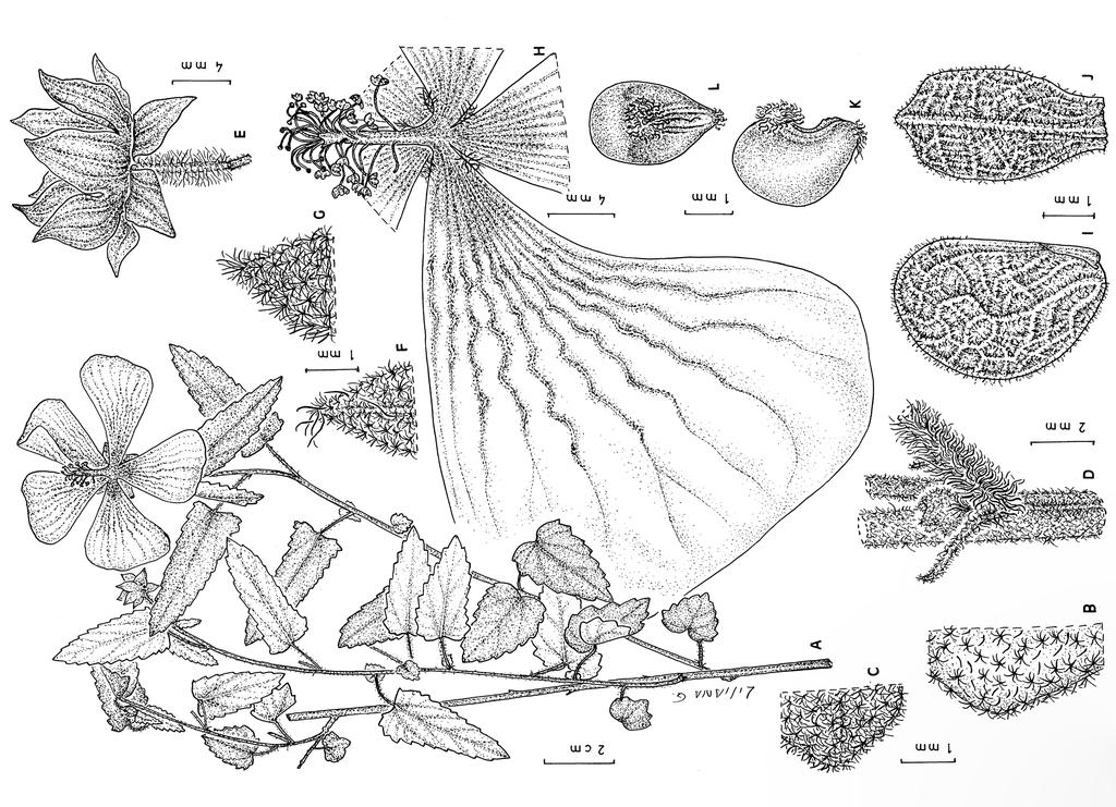 BONPLANDIA 21(1). 2012 Fig. 5 Pavonia undulata. A: Rama. B: Indumento del haz de la hoja. C: Indumento del envés de la hoja. D: Estípulas. E: Calículo y cáliz.