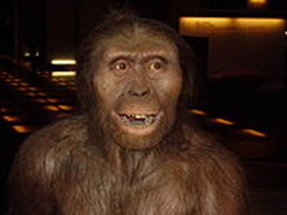 Los australopitecinos 14 Reconstrucción de Australopithecus afarensis.