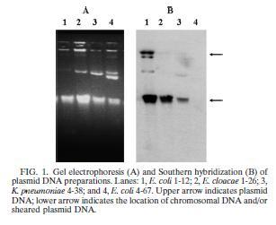 Resistencia plasmídica Genes PMQR: qnra, qnrb, qnrc, qnrs, aac(6)-ib-cr, y qepa] Prevalence of Plasmid-Mediated Quinolone Resistance Determinants over a 9-Year Period Hong Bin