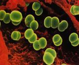 1341/2007 Escherichia coli Zones de bany: PLATGES 253