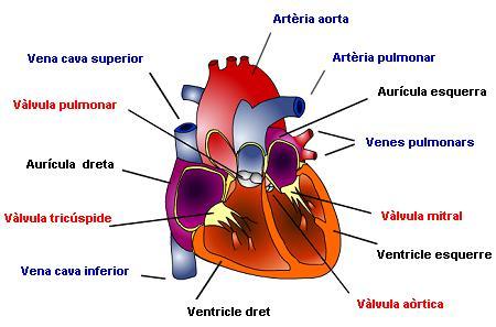 L APARELL CARDIO-RESPIRATORI El sistema cardio-respiratori està format per l aparell cardiovascular i el respiratori. El respiratori proporciona oxigen (O2) i elimina anhídrid carbònic (CO2).