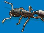 Alrededor de Zonas Residenciales Monterey Ant Control Easy To