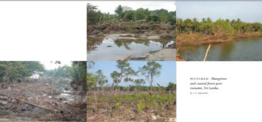 of mangrove loss and shrimp farm development on