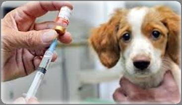 Total de caninos vacunados en el estado Zulia 2.94, hasta la semana epidemiológica Nº 53.