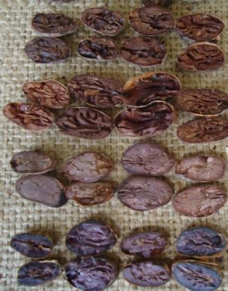 Para evaluar esta teoría se realizó una prueba en el CEDEC, La Masica, con cacao tipo Trinitario en cajones de madera con capacidad de 320 kg de cacao húmedo aproximadamente.