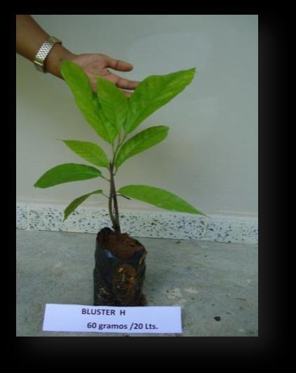 Bioestimulantes en plantas injertadas de cacao: Medición del peso fresco de