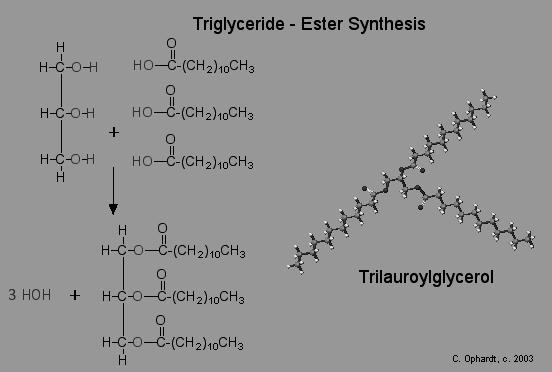 Metabolismo de lípidos en los tejidos Síntesis triglicéridos Dónde? : Tej. adiposo, Glánd.