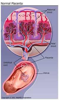 Función placentaria La insuficiencia placentaria causa una disminución en el crecimiento fetal.