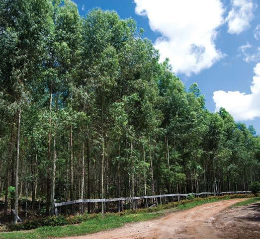 USC08 Reforestación comercial con altos rendimientos