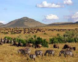 Safari por la tarde recorriendo las inmensas llanuras de Maasai Mara que sirven de pasto a las grandes manadas de cebras, antílopes y gacelas, dando también cobijo a sus depredadores (leones,